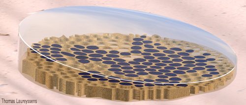 Thomas Laureyssens, Diatom Project, Abu Dhabi, LAGI2010, diatom, algae, crude oil, solar power, renewable energy, public art, green design, land art generator initiative