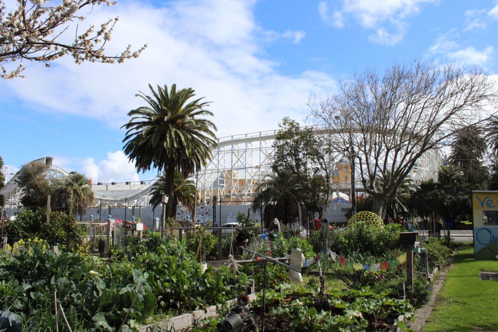 St Kilda Community Garden, urban garden, urban planning, st kilda, city of port phillip, victoria, melbourne, green design