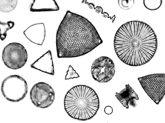 biomass, Biofuel, Alcohols, Biobutanol from Diatom or Algae (Solalgal Fuel)