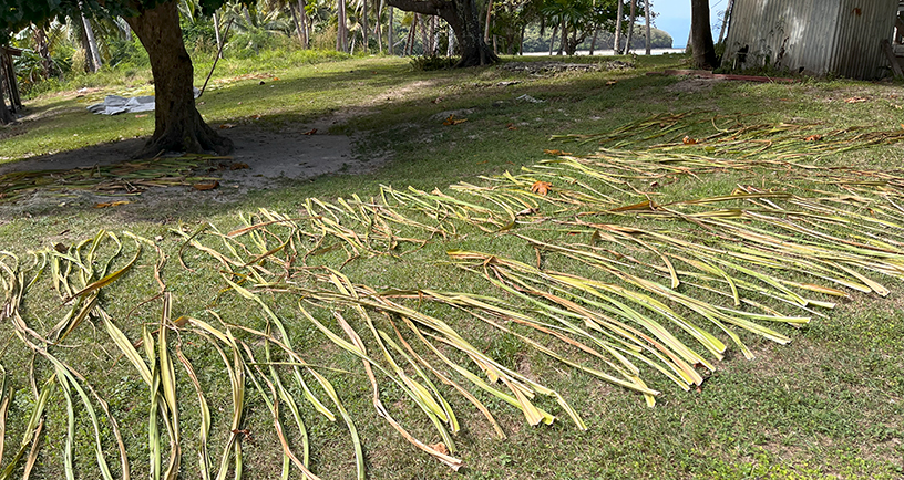 Two rows of palm fronds on the grass extend from left frame edge to right frame edge.