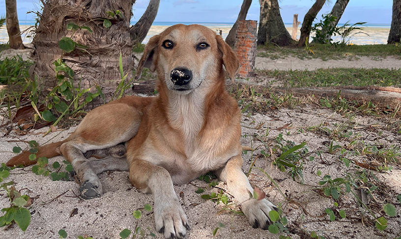 A dog sits in the shade near the beach. It has some sand on its black nose.