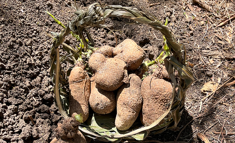 A basket of yams sits on the ground. Close up shot with the grass basket filling the frame.