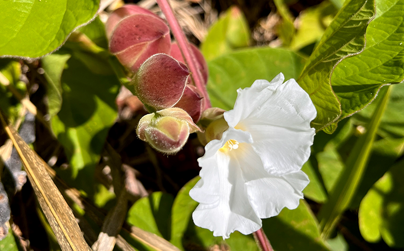 A white flower with fuzzy red seeds agains a background of green vine leaves.