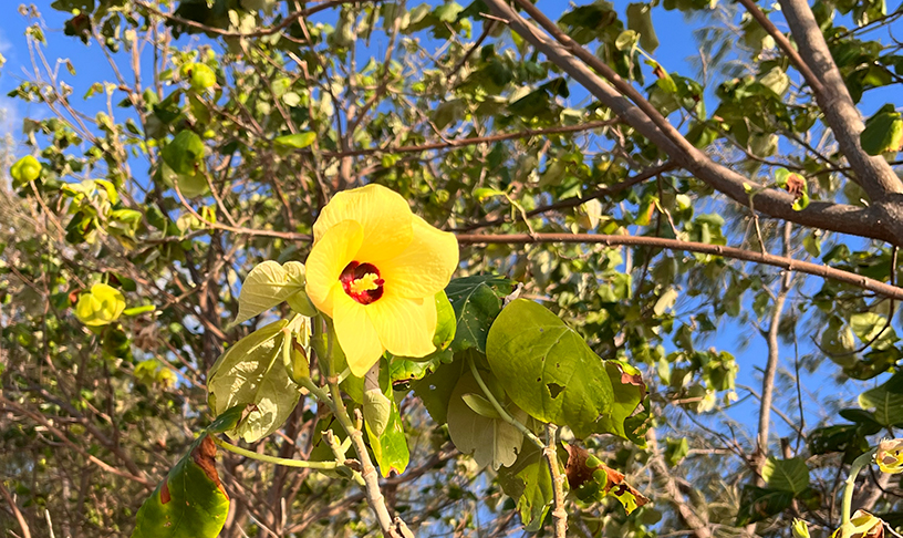 Yellow hibiscus flower with five petals and red interior. Green leaves, branches, and blue sky surrounding.