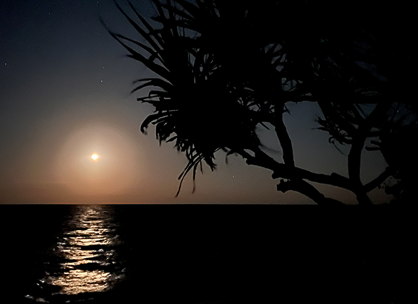 Dark sea, a silhouette of a palm tree, and a bright dot just above the horizon in a dark sky.