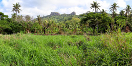 Panoramic photo of a the tropical landscape of Naviti Island in Fiji. The signature mountain, Vata Rua, can be seen in the background. A number of tall coconut trees and a large field of grass fill the foreground.