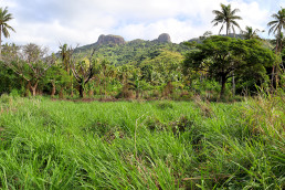 Panoramic photo of a the tropical landscape of Naviti Island in Fiji. The signature mountain, Vata Rua, can be seen in the background. A number of tall coconut trees and a large field of grass fill the foreground.