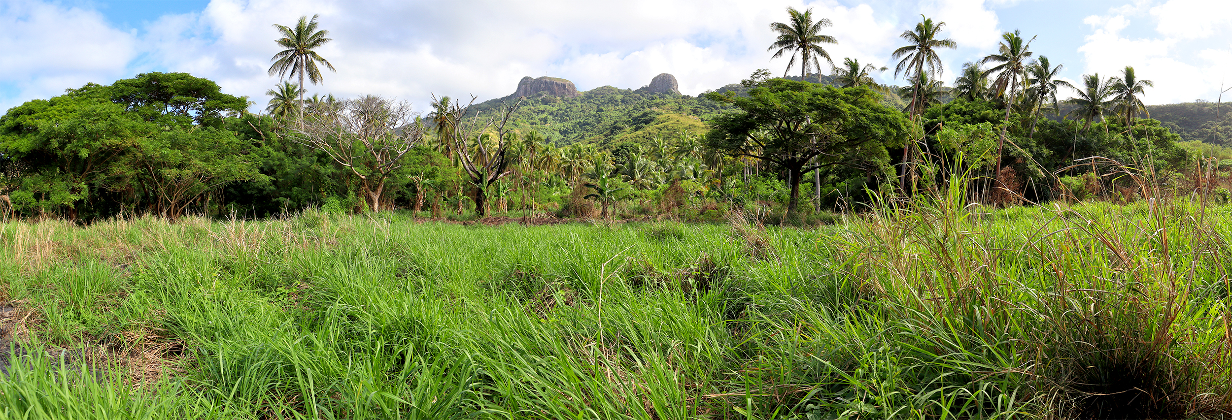 Panoramic photo of a the tropical landscape of Naviti Island in Fiji. The signature mountain, Vata Rua, can be seen in the background. A number of tall coconut trees and a large field of grass fill the foreground.