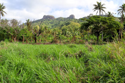 Panoramic photo of a the tropical landscape of Naviti Island in Fiji. The signature mountain, Vata Rua, can be seen in the background. A number of tall coconut trees and a large field of grass fill the foreground.