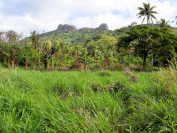 Panoramic photo of a the tropical landscape of Naviti Island in Fiji. The signature mountain, Vata Rua, can be seen in the background. A number of tall coconut trees and a large field of grass fill the foreground.