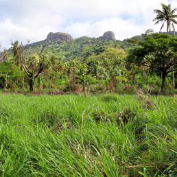 Panoramic photo of a the tropical landscape of Naviti Island in Fiji. The signature mountain, Vata Rua, can be seen in the background. A number of tall coconut trees and a large field of grass fill the foreground.